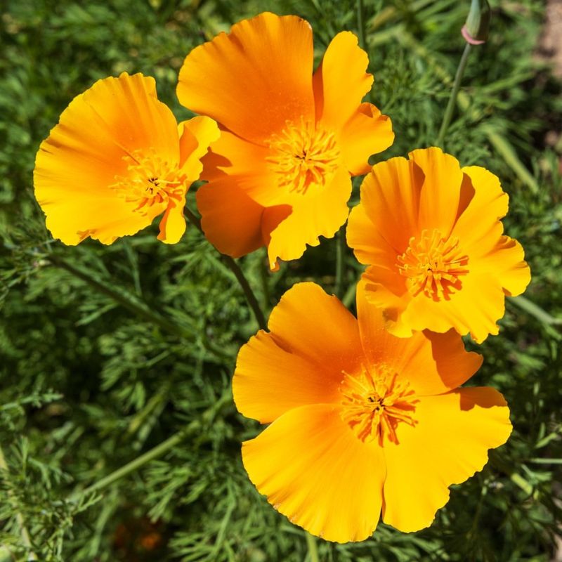 California Poppy (Eschscholzia californica)