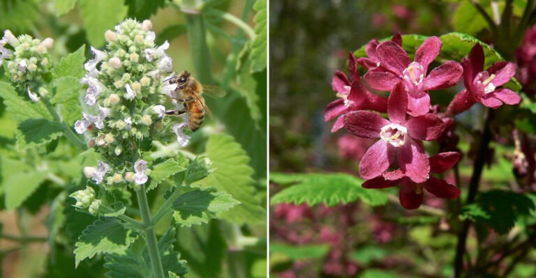 pollinator perenials