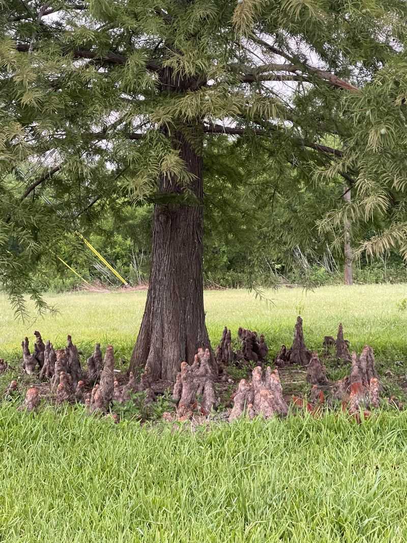 Bald Cypress Thrives Where Other Trees Fail