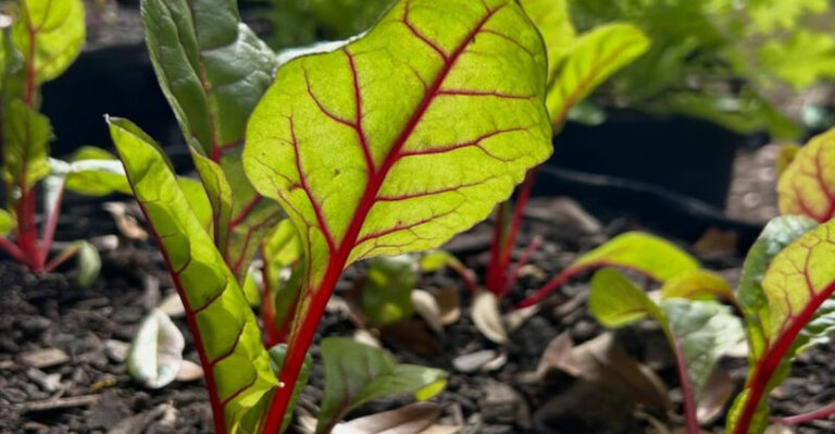 swiss chard leaves