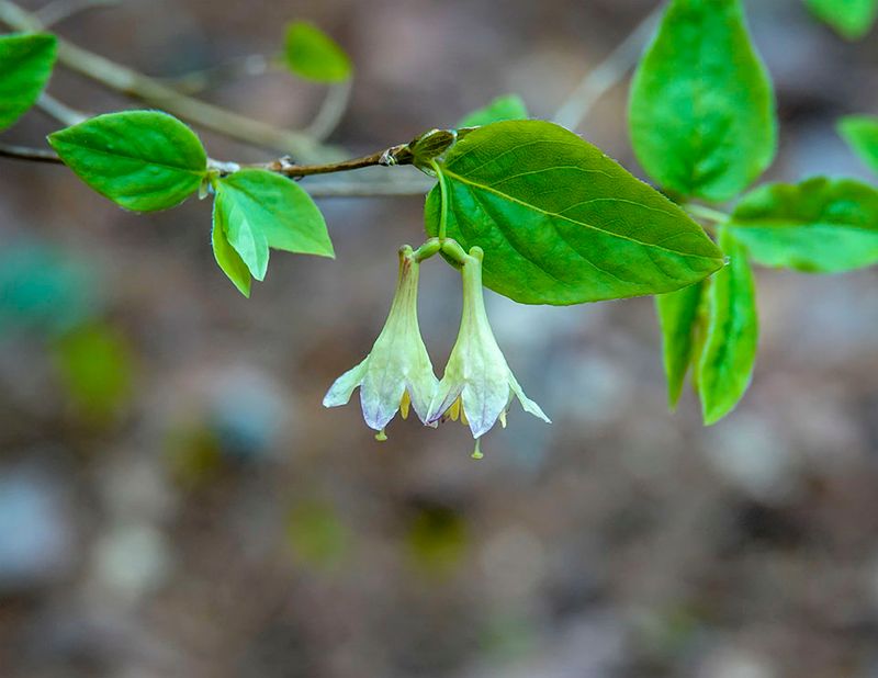 American Fly Honeysuckle (Lonicera Canadensis)