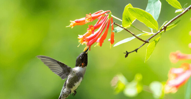 bird on honeysuckle