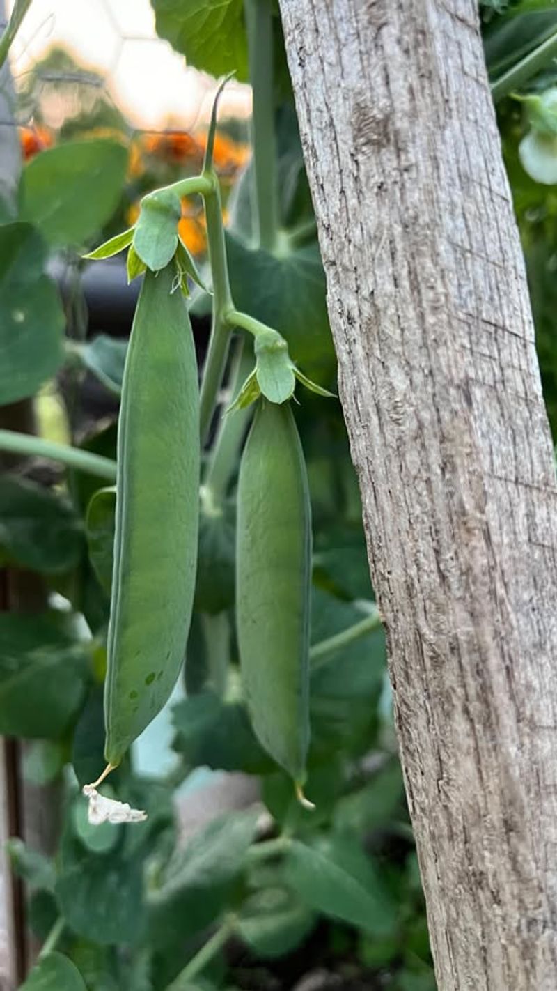 Snap Peas