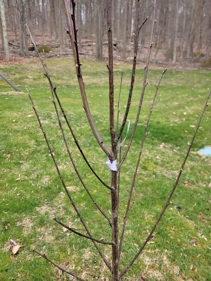 Prune Correctly To Improve Light And Airflow