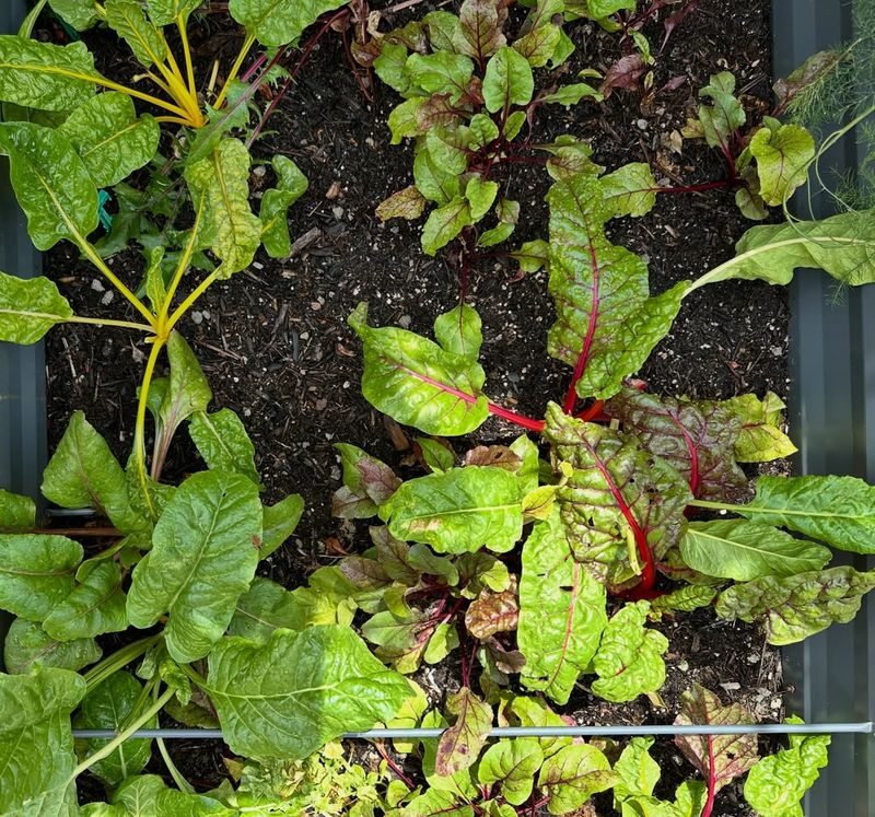 Establish a Consistent Watering Routine