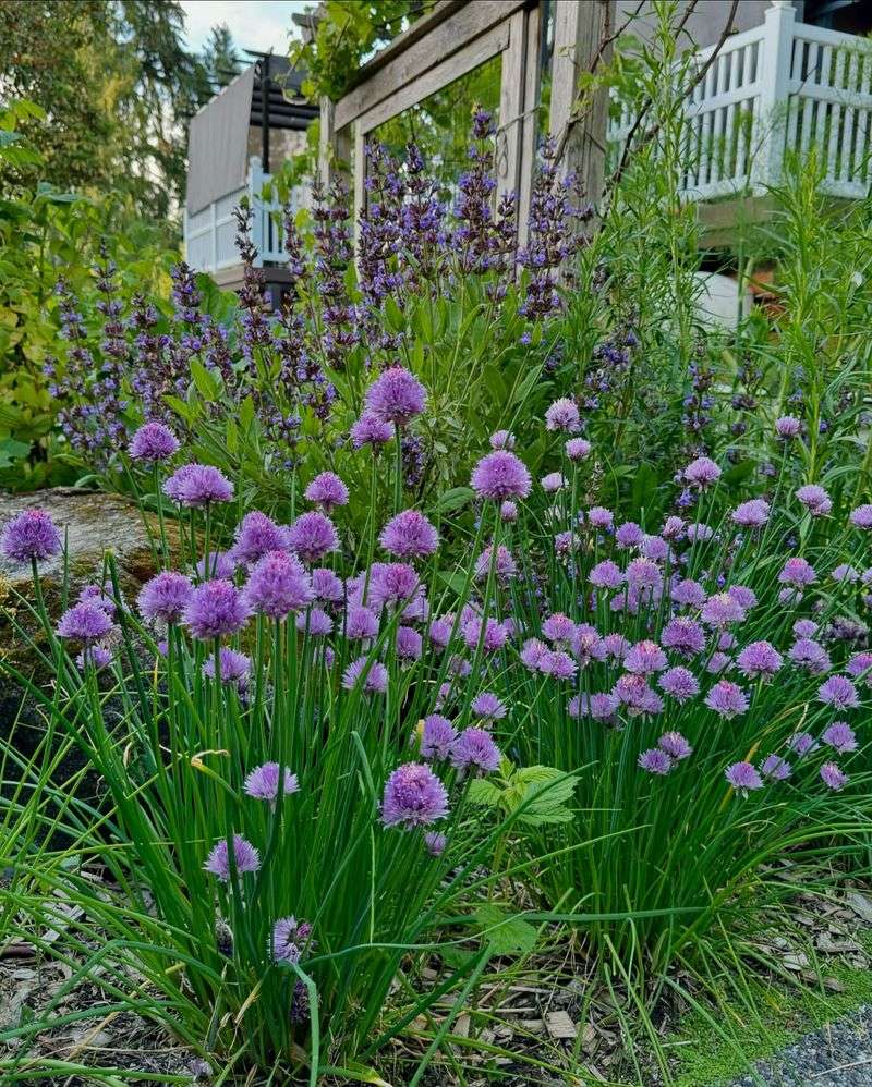 Spacing Clumps To Prevent Crowding