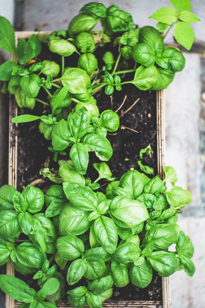 Growing Basil In Heavy, Poorly Draining Clay Soil