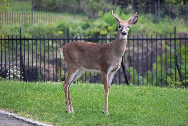 Using Cheap Or Too-Short Fencing