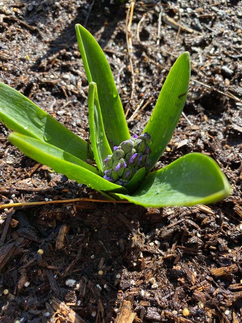 Skipping Soil Amendment