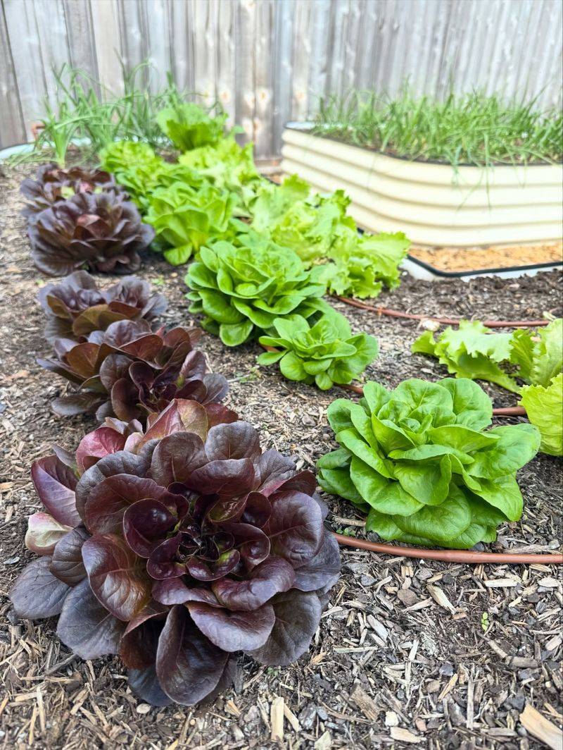 Watering Lightly To Avoid Cold, Soggy Soil