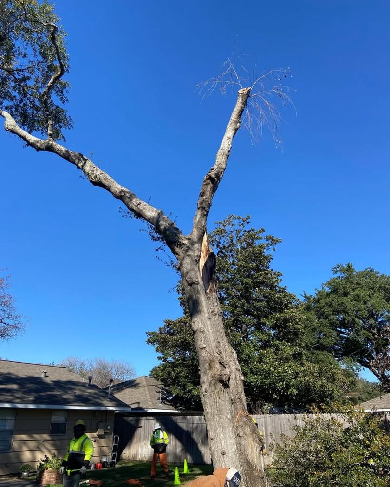 Removing Trees Or Stumps