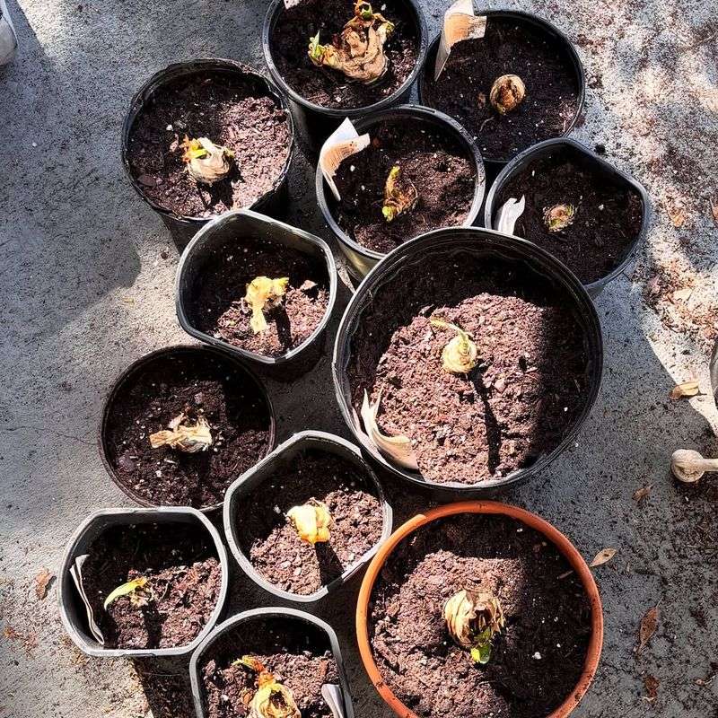 Soil Preparation For Healthy Rhizomes