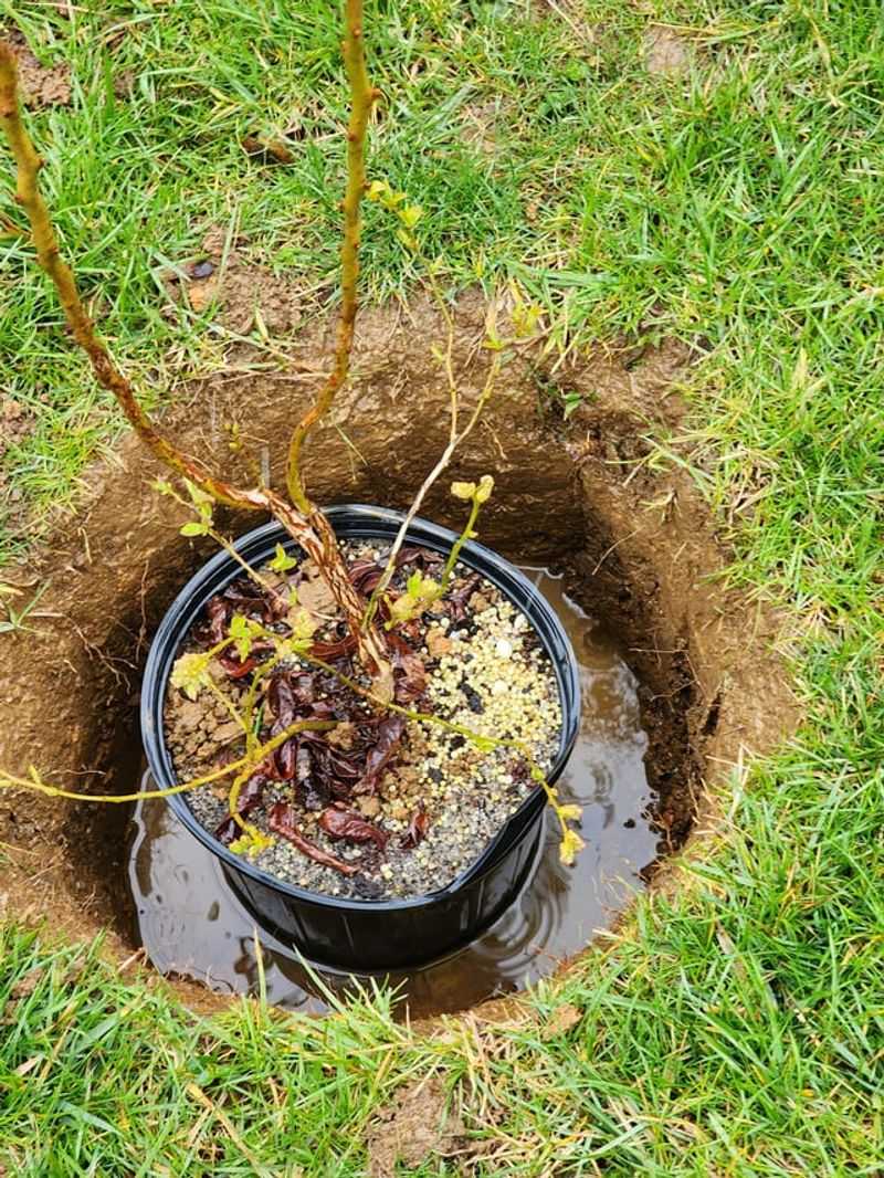 Watering For Consistent Sweetness