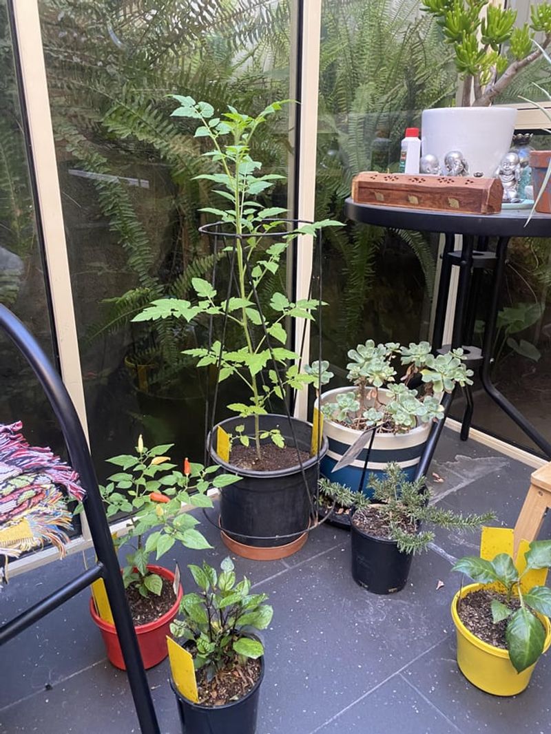 Bigger Plants Mean Faster Results