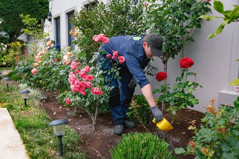 Feeding Roses For Continuous Bloom Cycles