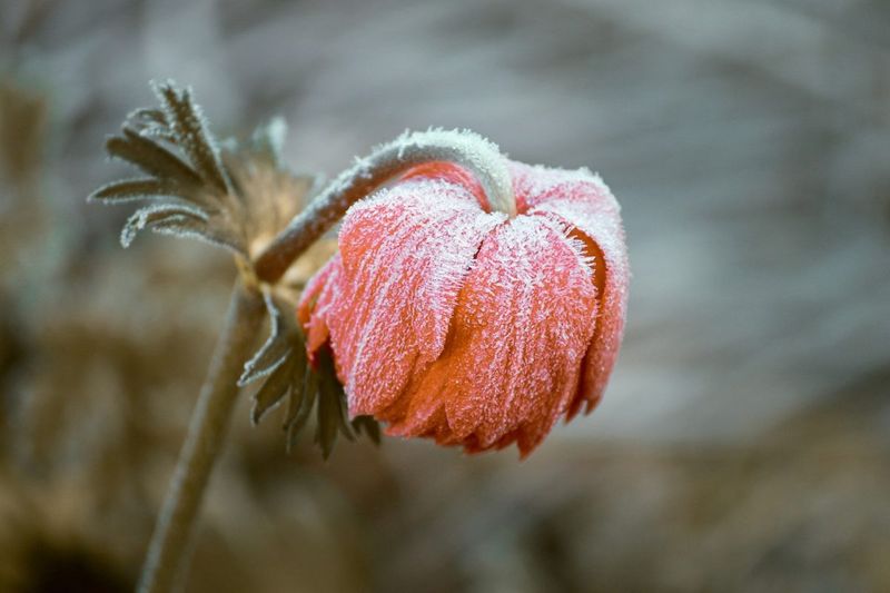 Forgetting To Protect Perennials From Freeze-Thaw Cycles