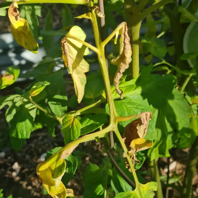 Wasting Money On Lost Plants