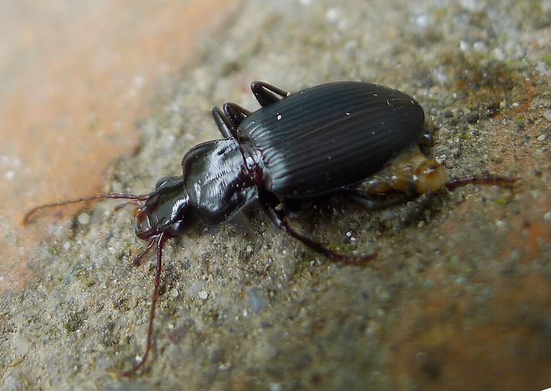 Encouraging Natural Slug Predators In Your Yard