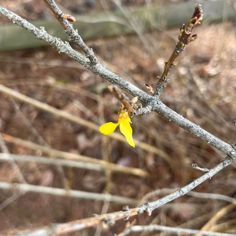 Branch Structure Becomes Clearly Visible Without Leaves