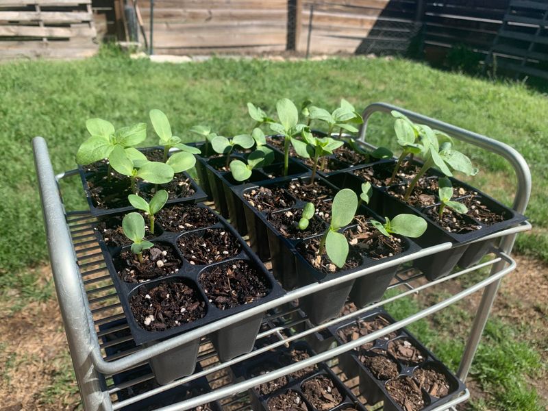 Weak Or Non-Starters Are Eliminated Early