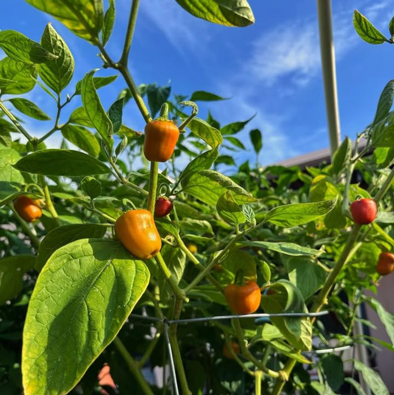 Vegetables That Keep Producing In Heat