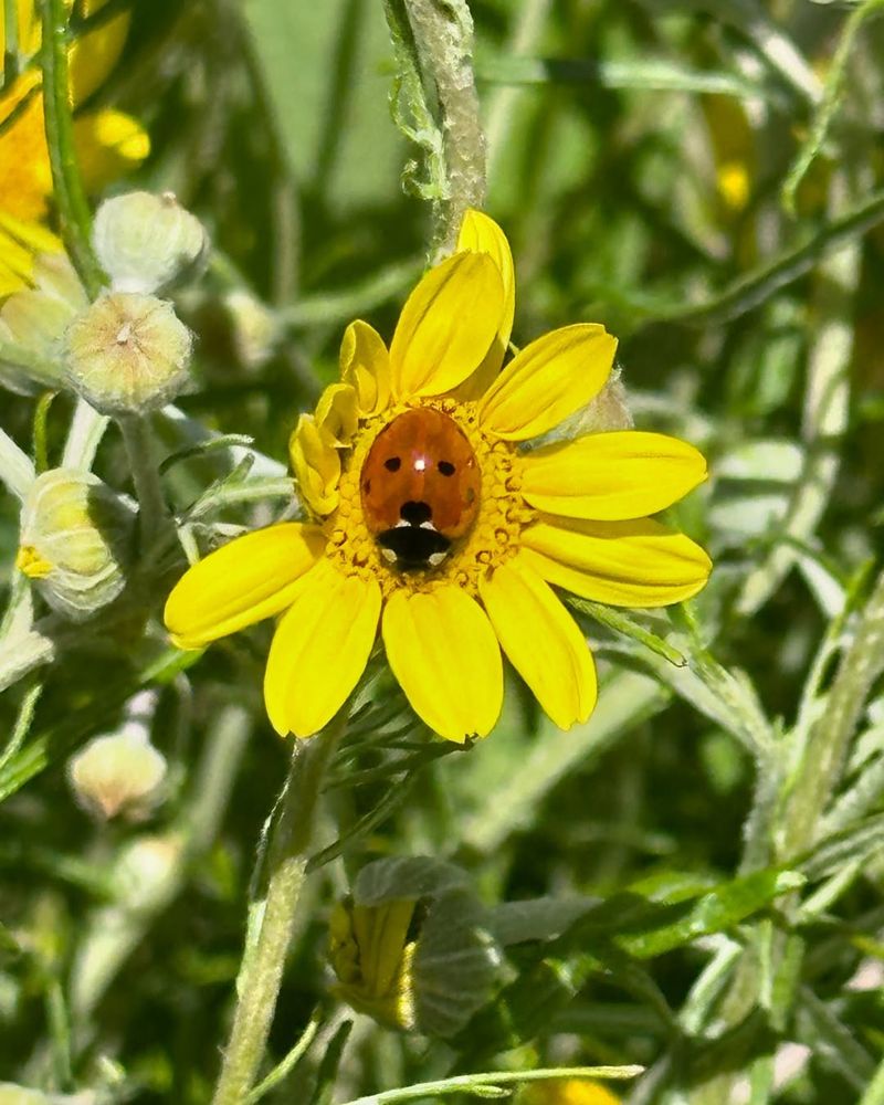 Low-Water Plants For Oregon Summers