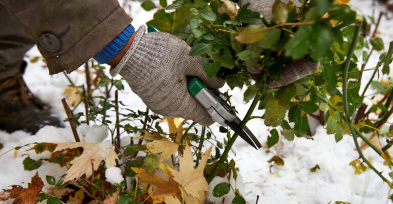 pruning plants (featured image)