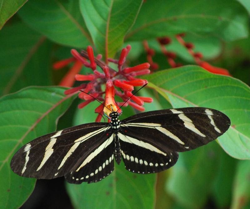 Plants That Support Pollinators And Wildlife