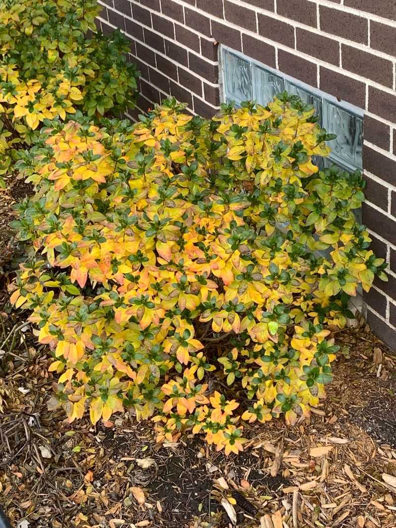 Water-Hungry Favorites Falling Out Of Favor