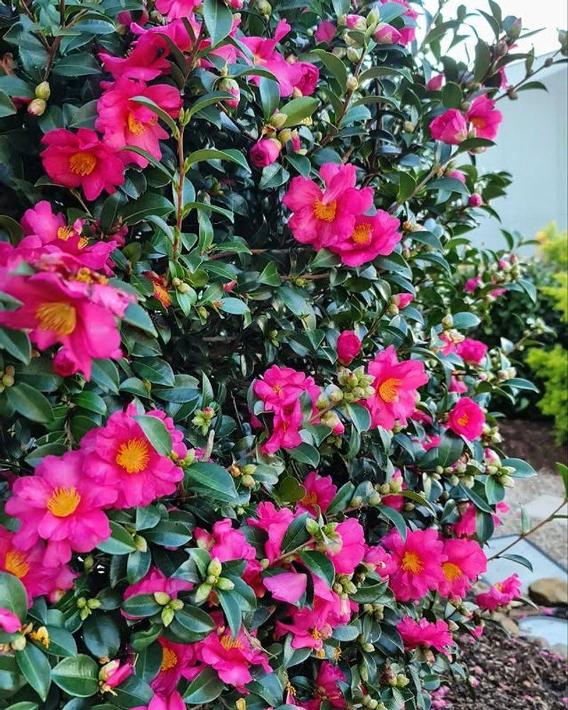 Camellias