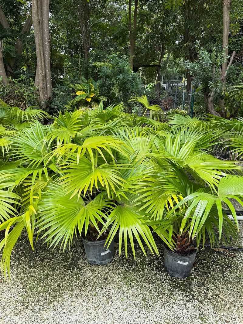 Plants That Handle Florida Weather Extremes