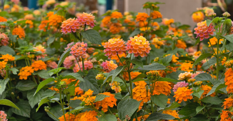 plants (featured image)