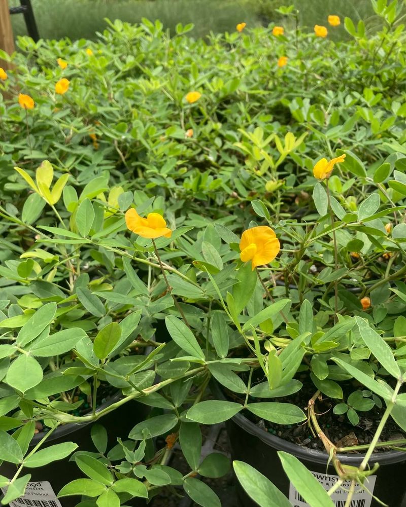 Plants That Improve Soil Health