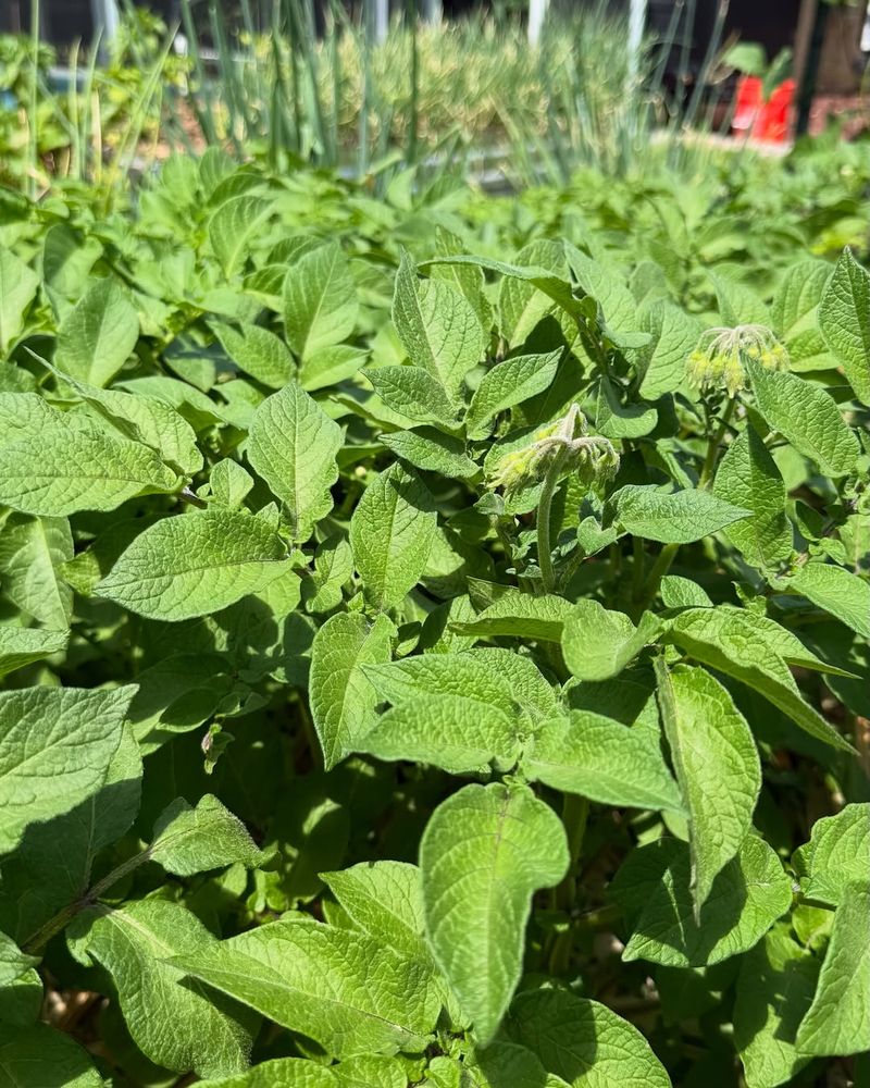 How Long It Takes To See Results In Florida Gardens