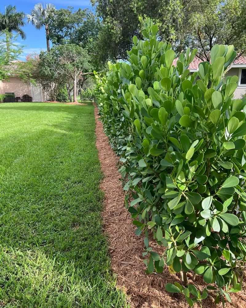 Plants That Provide Privacy And Wind Protection