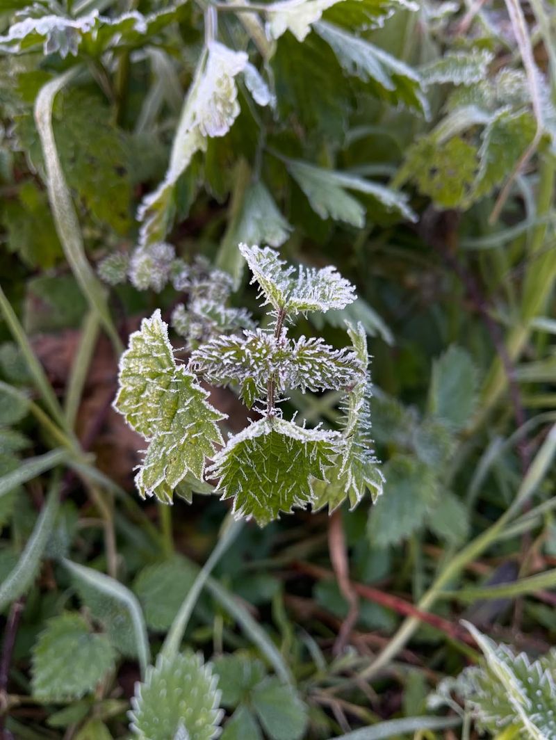 You Avoid Accidental Damage To Dormant Plants