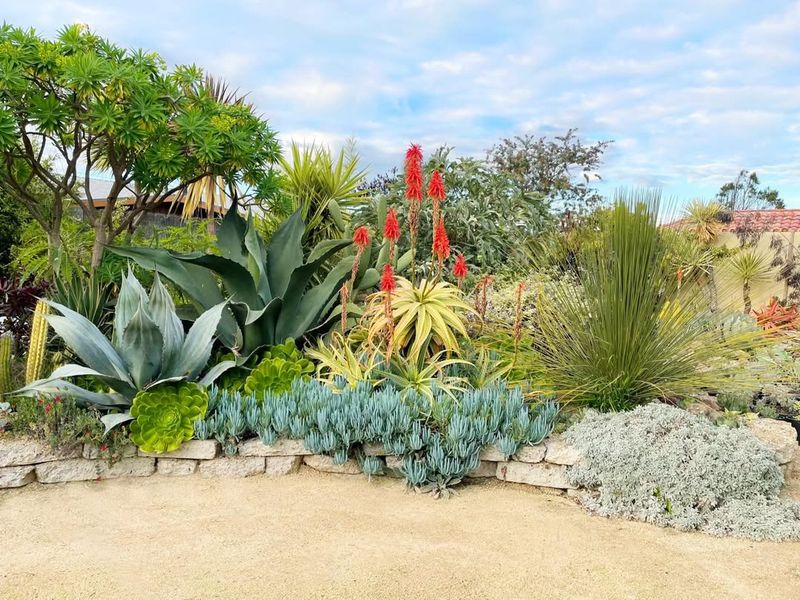 Drought-Tolerant Plants That Save Water