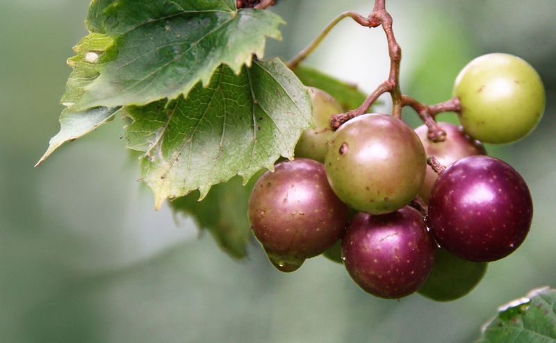 Muscadine Grapes