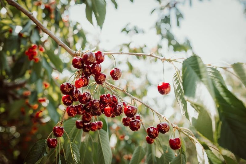 Cherry Trees