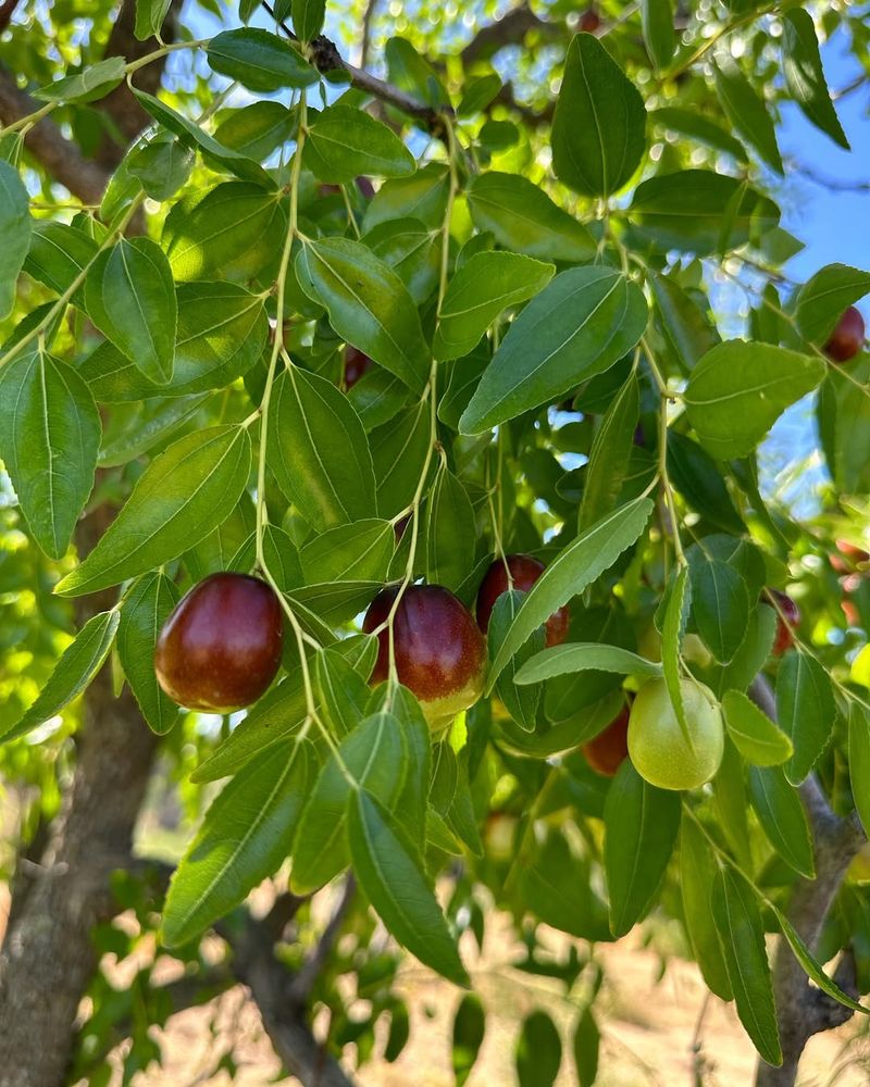 Jujube Trees