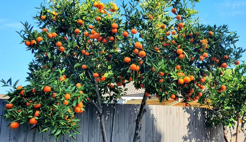Satsuma Orange Trees