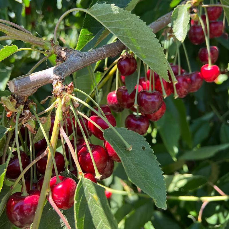 Cherry Trees