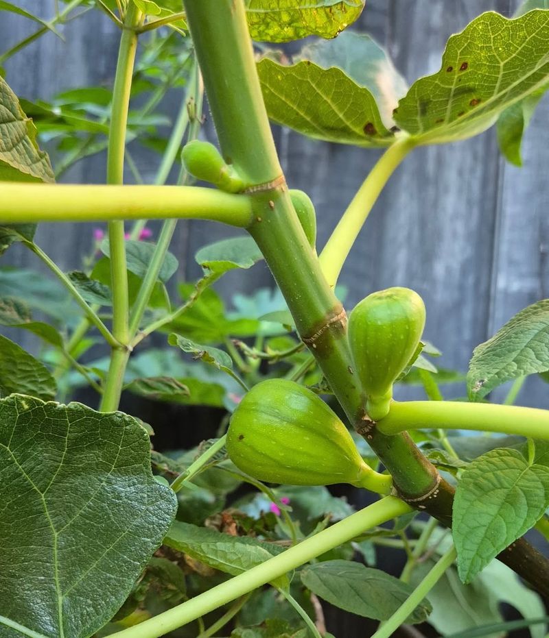 Fig Trees That Thrive When Planted Dormant
