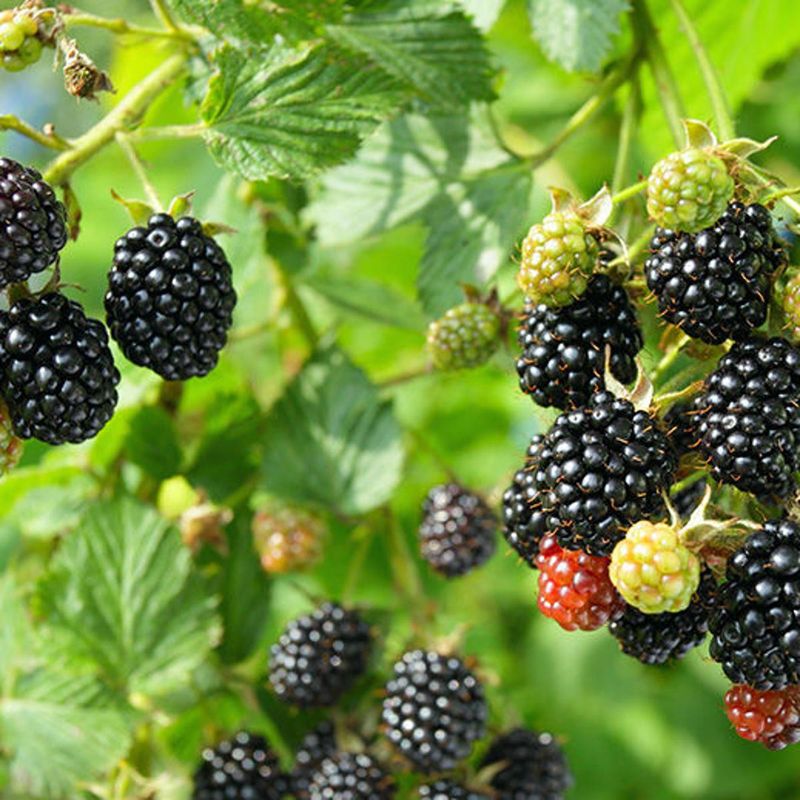 Blackberry Bushes