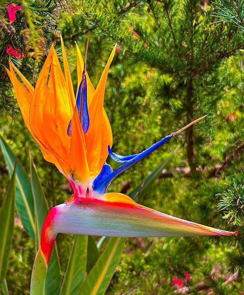 Bird of Paradise