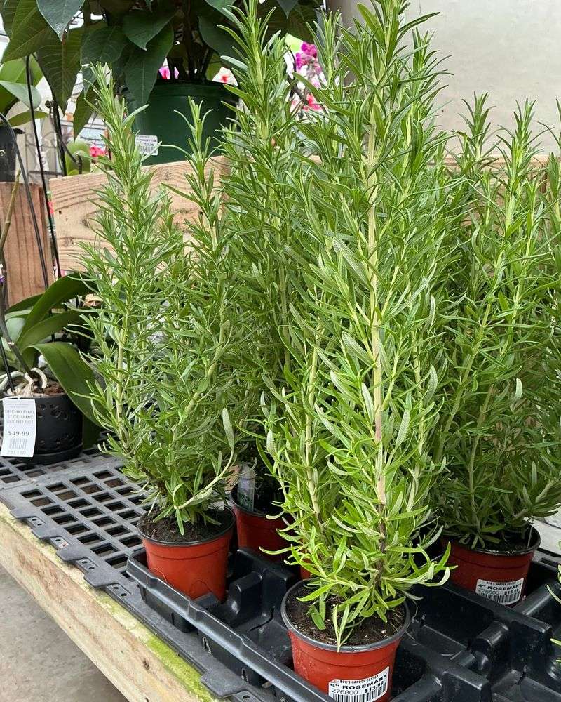 Herb Rosemary