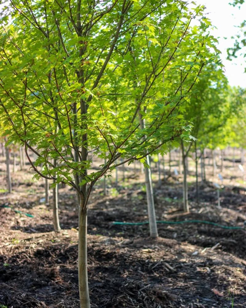 Established Trees And Shrubs (Stay Put In-Ground)
