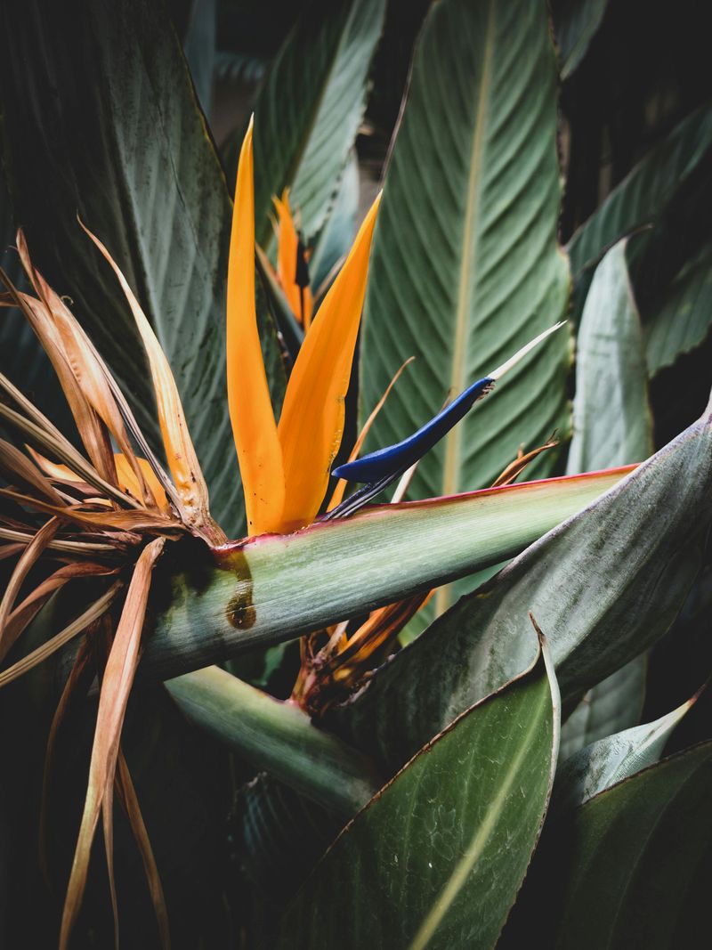 Bird Of Paradise Adds Dramatic Tropical Flair