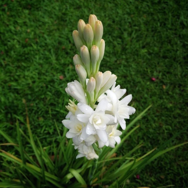 Tuberose