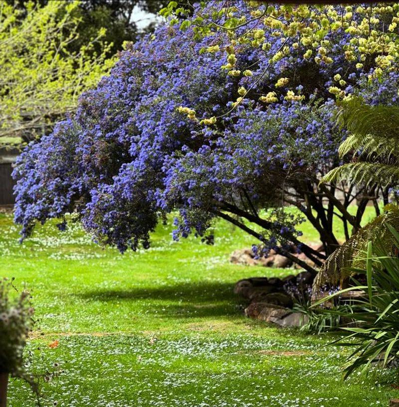 California Lilac (Ceanothus)